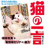 【中古】 猫の一言／猫パンチTV【著】
