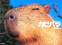 【中古】 カピバラ/渡辺克仁【著】