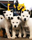 【中古】 写真集 いぬ /岩合光昭【著】 【中古】afb