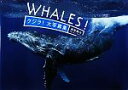 【中古】 WHALES! クジラ!大写真集/越智隆治【著】