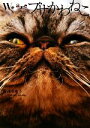 【中古】 We are ブサかわねこ/梅津有希子【著】