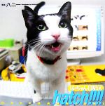 【中古】 hatch！！！！はっちゃん日記(4) はっちゃん日記／八二一【写真】