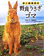 【中古】 茅ヶ崎海岸の野良うさぎゴマ／内藤雅光【写真・文】