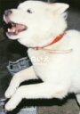 【中古】 写真集 白い犬/梅佳代(著者)
