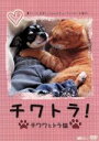 【中古】 チワトラ!チワワとトラ猫★凛と正宗にぃちゃんのビューティフォーな毎日!/(趣味/教養)