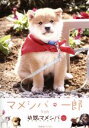【中古】 マメシバ・一郎 from 幼獣マメシバ/佐藤二朗