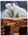 【中古】 BBC EARTH グレート・ネイチャー ブルーレイ・シングル episode 1(Blu−ray Disc)/(ドキュメンタリー)