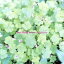 【中古】 Organic/My Little Lover 605円