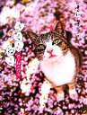 【中古】 さくらねこ 猫と桜の物語/相澤秀仁,相澤京子【著】