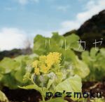 【中古】 ハルカゼ／pe’zmoku