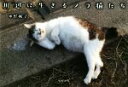 【中古】 写真集 川辺に生きるノラ猫たち/中野楓子【著】