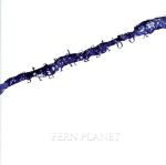 【中古】 stardustbox／FERN　PLANET