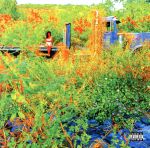 【中古】 【輸入盤】Trip／Jhene　Aiko