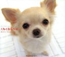 【中古】 くるくるくぅー 癒し犬くぅーちゃんフォトブック/犬