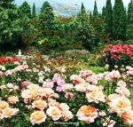 【中古】 写真集　世界の美しいバラの庭／パイインターナショナル