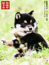 【中古】 写真集 和風総本家 二十一代目豆助 オフィシャルフォトブック/森下泰樹(その他),テレビ大阪(その他)