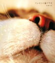 【中古】 クレロンの猫アクセ/後藤有紀【著】