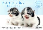 【中古】 もふもふこねこ～マザーズ・ラブ～／ドキュメント・バラエティ