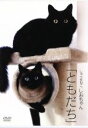 【中古】 しゃべるねこ、しおちゃん「ともだち」/(趣味/教養)