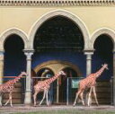 【中古】 世界の美しい動物園と水族館/パイインターナショナル(編者)