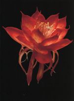 【中古】 シャニダールの花／黒木華,綾野剛,刈谷友衣子,石井