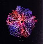 【中古】 略奪（初回限定グッズ盤）／みやかわくん（宮川大聖）