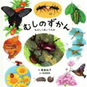 【中古】 むしのずかん　ものしりあいうえお コドモエのえほん／雨宮尚子(著者)