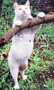 【中古】 ねこサプリ(笑) 人によく効くNEKO‐PHOTO 202/LOVE CAT 37【著】