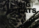 【中古】 BIG CATS/秋山知伸(著者)