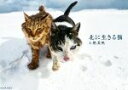 【中古】 北に生きる猫/土肥美帆(著者)