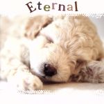 楽天ブックオフ 楽天市場店【中古】 ETERNAL～エターナル～／（ヒーリング）,ニッツァ・メラス,TRY－TONE,東京レディース・シンガーズ,篠崎正嗣カルテット,伊賀あゆみ（p）,白鳥英美子,竹本泰蔵（cond）