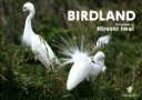 【中古】 BIRDLAND/今井洋(著者)