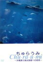 【中古】 ちゅらうみ 沖縄美ら海水族館への招待/(ドキュメンタリー),藤江儀全(監督),松山ケンイチ(オーディオコメンタリー)