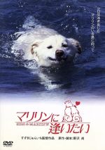 【中古】 マリリンに逢いたい/すずきじゅんいち(監督),野沢尚(原作、脚本),安田成美,加藤昌也