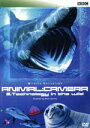 【中古】 ANIMAL:CAMERA 3.Technology in the wild/BBC Wildlife Exclusives/(ドキュメンタリー)