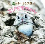 【中古】 写真集　森のちいさな天使　エゾモモちゃん／小原玲(著者)