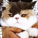 【中古】 チッチと猫のハクと坊/セントチヒロ・チッチ(著者)