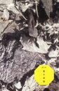 【中古】 庭と景色(DVD付)/ALT