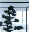 【中古】 鏡花水月/東風