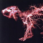 【中古】 グラデーション（初回生産限定盤B）（DVD付）／SUPER BEAVER