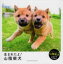 【中古】 写真絵本 生まれたよ!山陰柴犬/豊哲也【写真・著】 847円