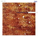 【中古】 A Sining Bird Naomi Satake/佐竹由美(S),早川りさこ(hp),銅銀久弥(vc),竹島悟史(perc)
