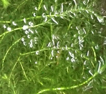 （水草）プチ素焼き鉢　おまかせ水草1種（水中葉）（無農薬）（1個）