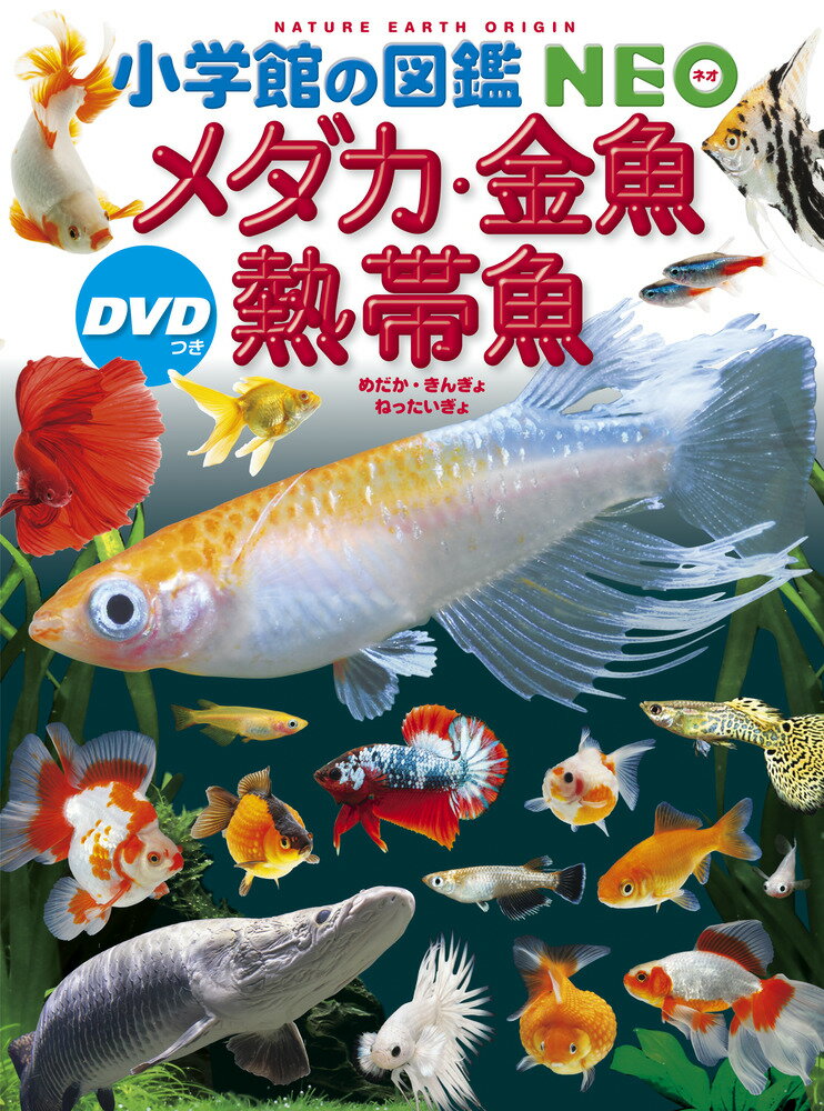 【 小学館の図鑑 NEO メダカ・金魚・熱帯魚 DVDつき 】 ずかん NEO 小学館 図鑑 DVD ドラえもん どらえもん イラスト 写真 3歳 4歳 5歳 ...