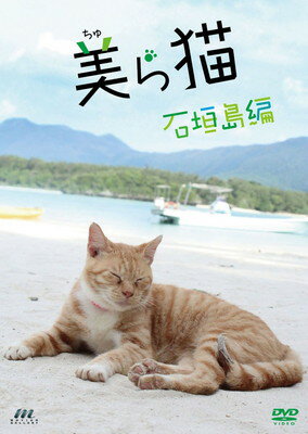 【中古】美ら猫 石垣島編 [DVD](2)