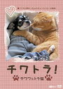 【中古】シンフォレストDVD チワトラ! ★チワワとトラ猫☆凛(リン)と正宗にぃちゃんのビューティフォーな毎日!(2)