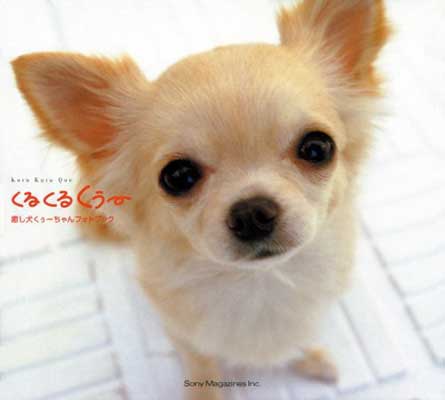 【中古】くるくるくぅー—癒し犬くぅーちゃんフォトブック