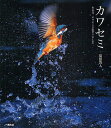 カワセミ ある日、カワセミに出会いました。／福田啓人【3000円以上送料無料】