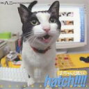 hatch!!!! はっちゃん日記 4/八二一【3000円以上送料無料】