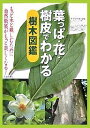 葉っぱ 花 樹皮でわかる樹木図鑑 もっと木と親しむために 自然散策がもっと楽しくなる ／池田書店編集部【3000円以上送料無料】